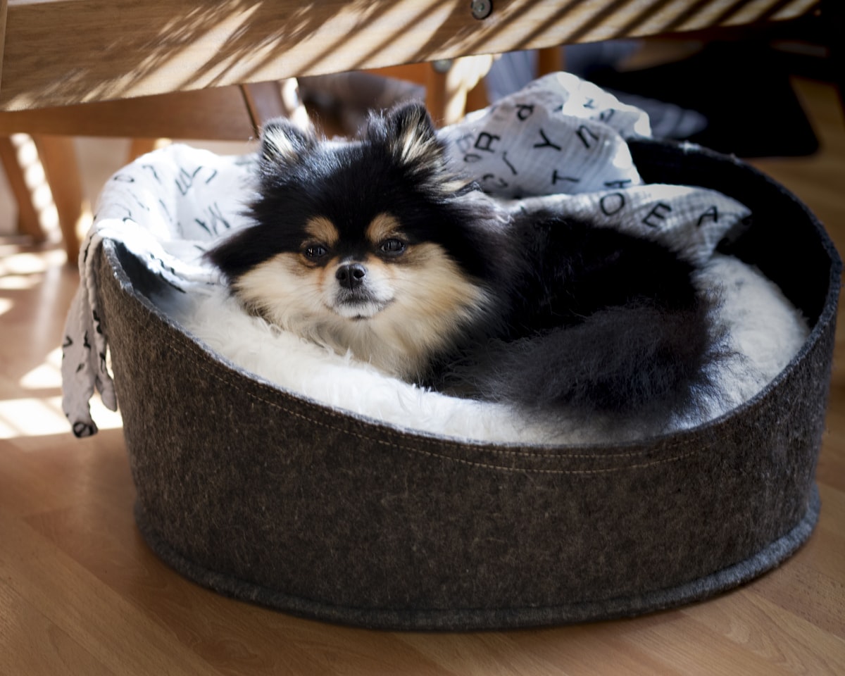 Chien installé dans son panier dans un intérieur chaleureux